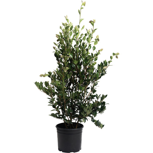 Autumn Rocket Camellia plant in black plastic pot with dense green foliage on Tampa Home & Garden Store