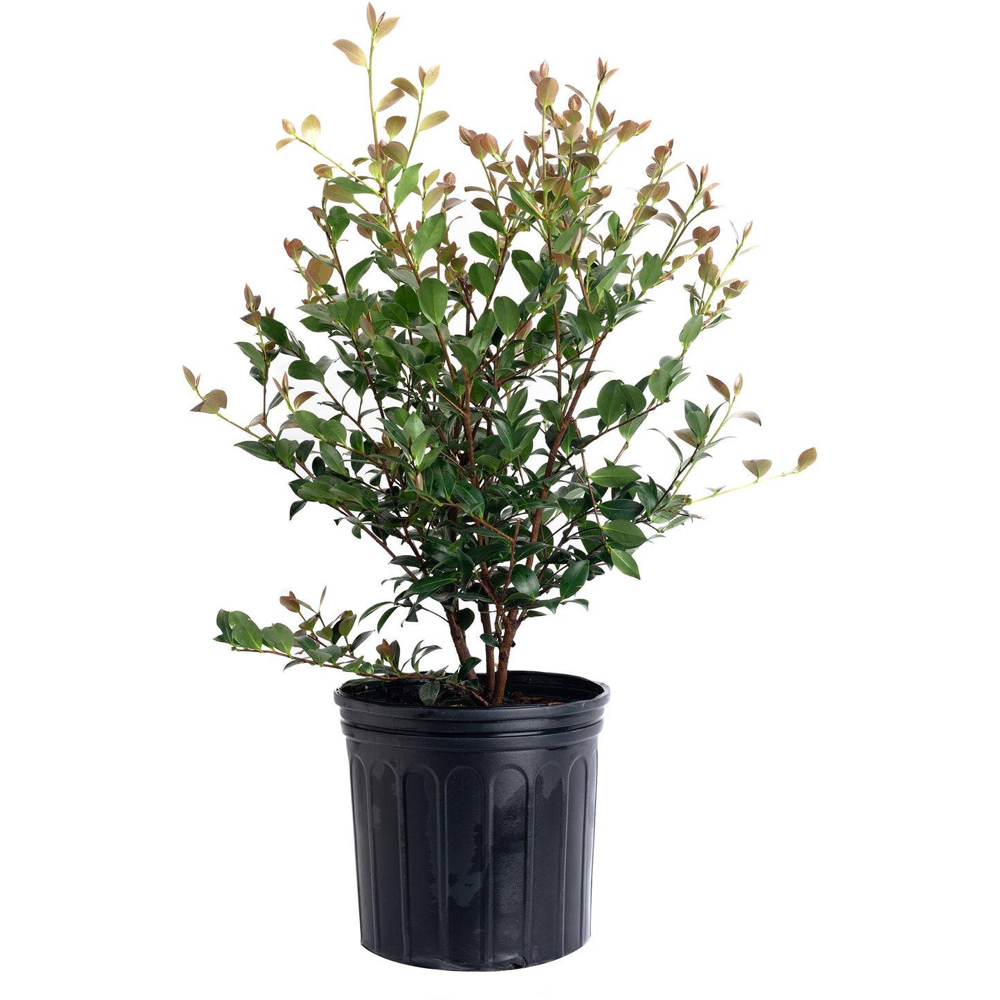 Autumn Spirit Camellia plant in black nursery pot; glossy green leaves with bronze growth on Tampa Home & Garden Store