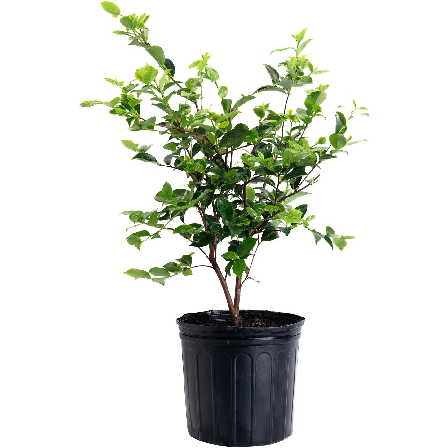 Dream Weaver Camellia plant with vibrant green leaves in a black plastic pot on Tampa Home & Garden Store