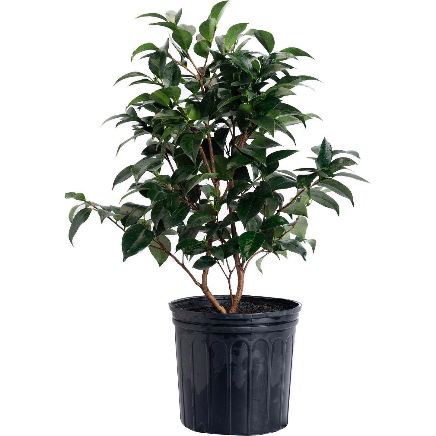 Jack Camellia plant with glossy green leaves in a black pot Live Good Logistics indoor/outdoor on Tampa Home & Garden Store