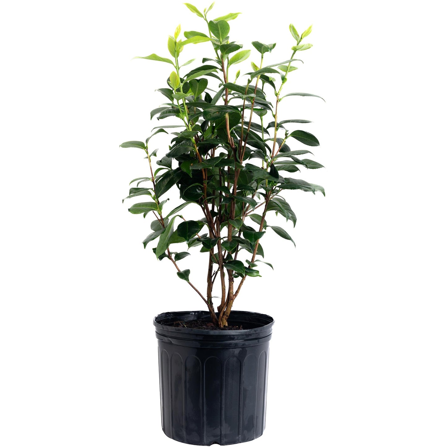LA Peppermint Camellia plant with glossy green leaves in a black plastic pot on Tampa Home & Garden Store