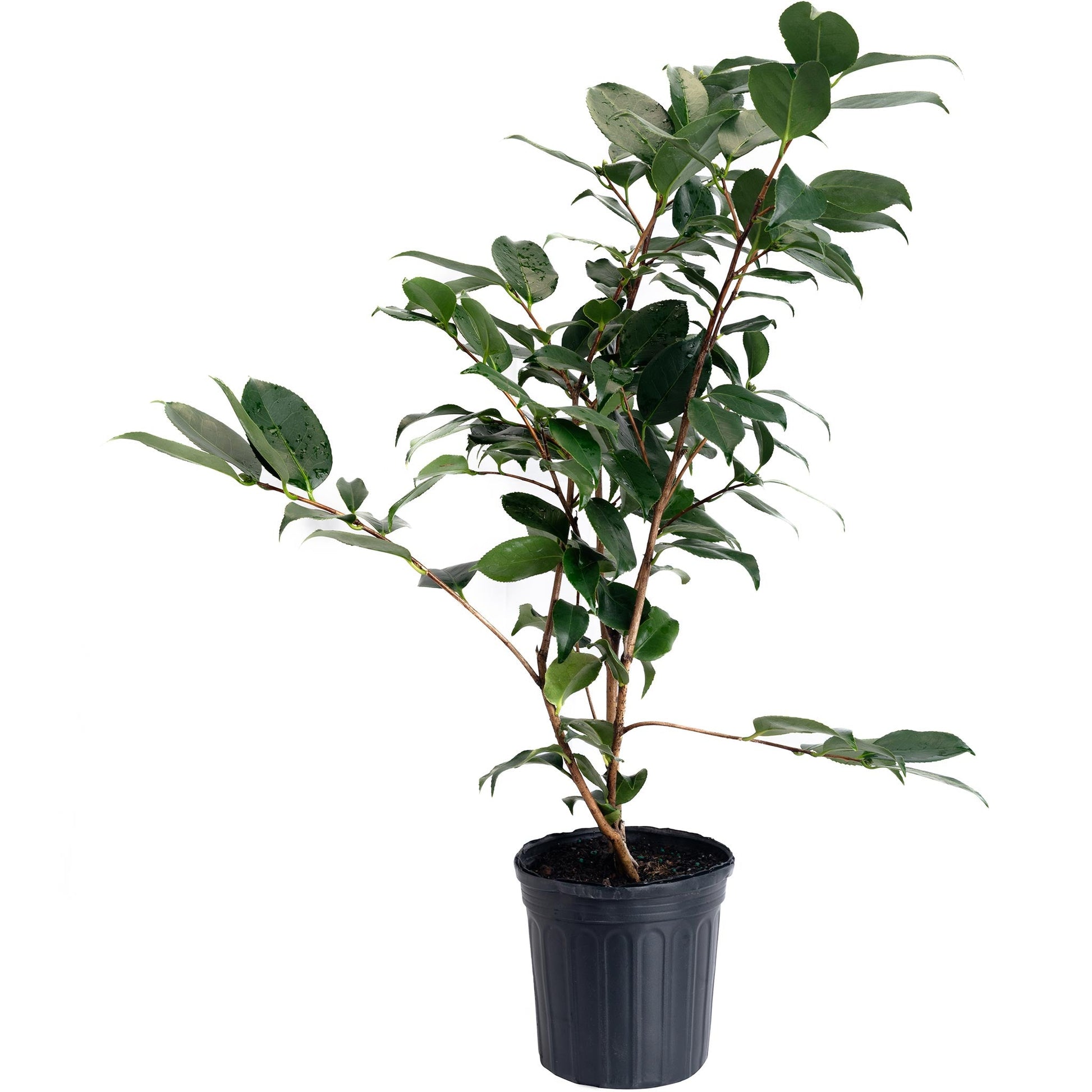 R.L. Wheeler Camellia plant with glossy leaves in black pot by Live Good Logistics on Tampa Home & Garden Store