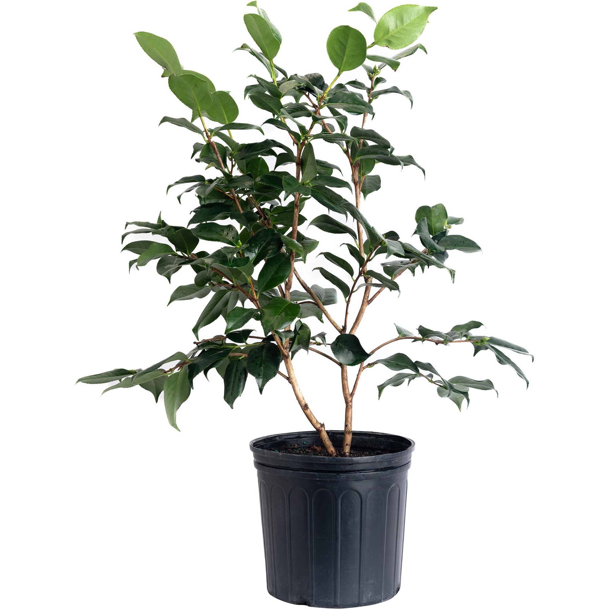 R.L. Wheeler Camellia plant in black pot with glossy green leaves Live Good Logistics plant on Tampa Home & Garden Store