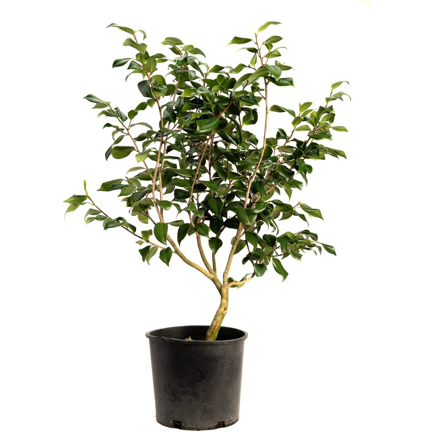 Sea Foam Camellia plant in black pot with glossy green leaves by Live Good Logistics on Tampa Home & Garden Store