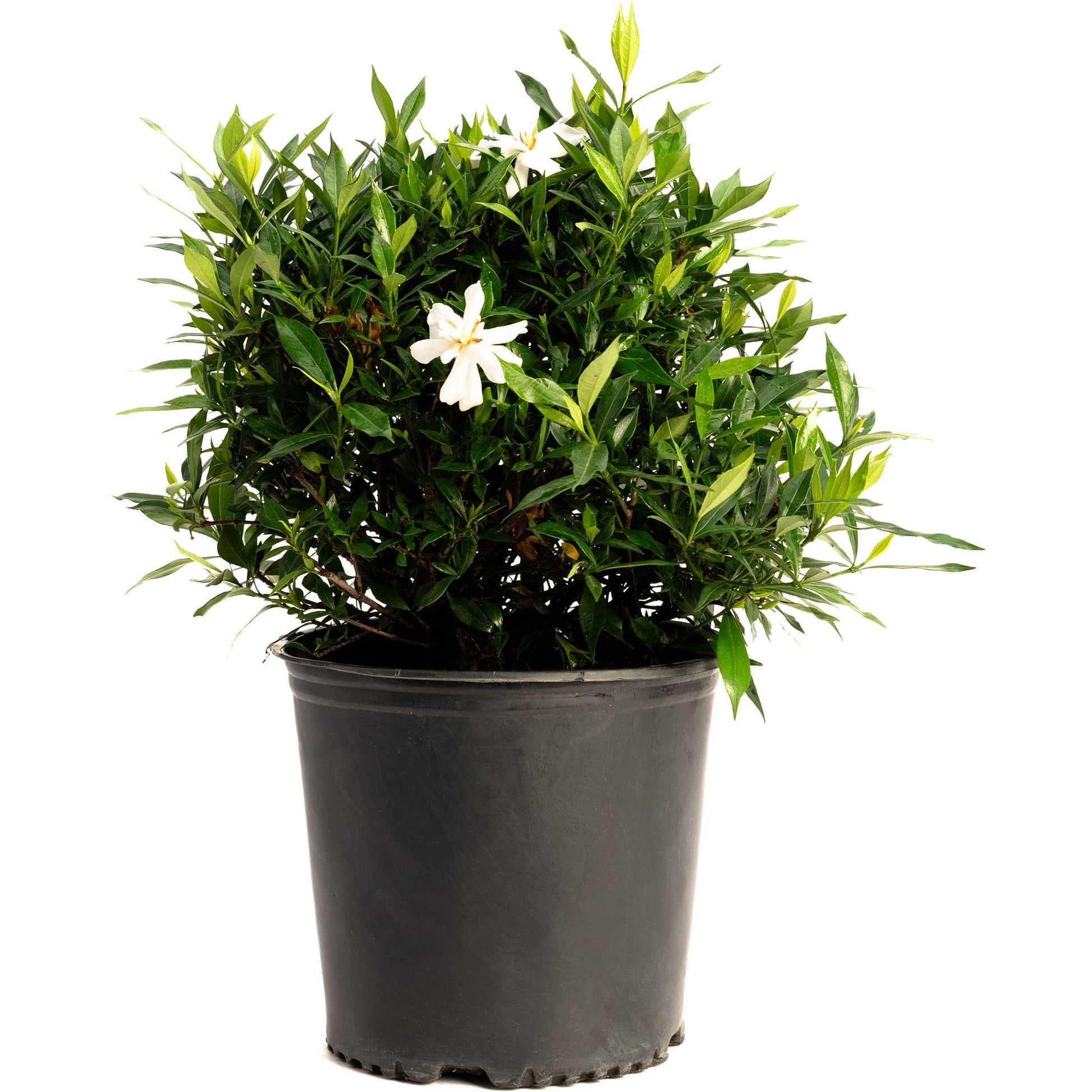 Frost Proof Gardenia in black pot with green leaves and white blooms on Tampa Home & Garden Store