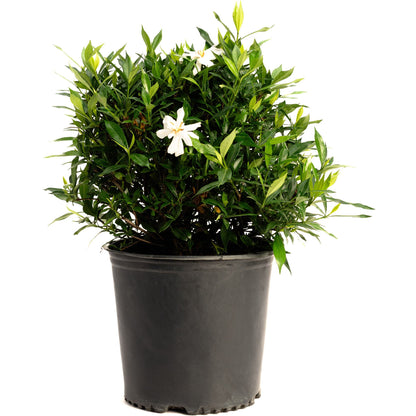 Frost Proof Gardenia in black pot with green leaves and white blooms on Tampa Home & Garden Store