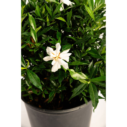 Frost Proof Gardenia plant with glossy green leaves and white bloom in a pot on Tampa Home & Garden Store