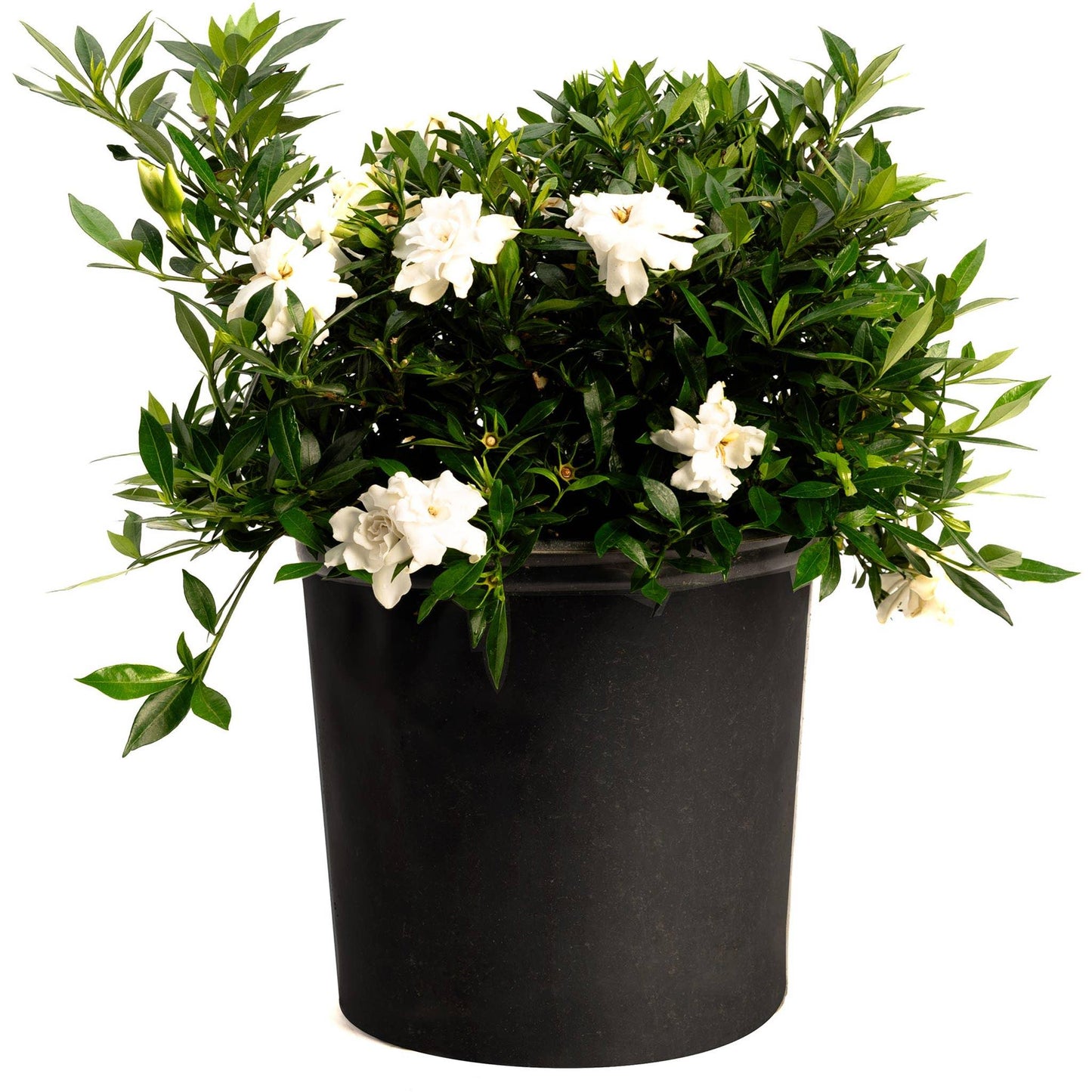 Radicans Gardenia plant with dark green glossy leaves and white blooms in a black pot on Tampa Home & Garden Store