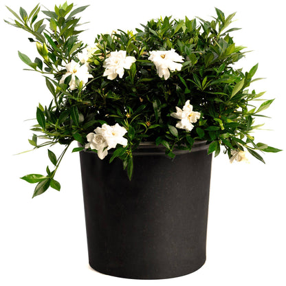 Radicans Gardenia plant with dark green glossy leaves and white blooms in a black pot on Tampa Home & Garden Store