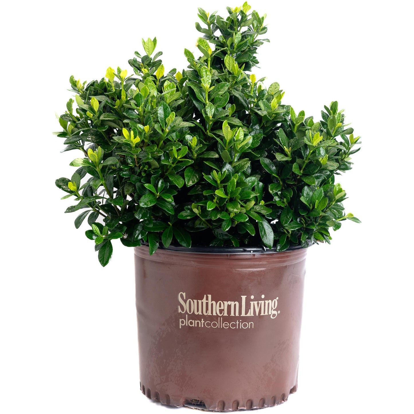ScentAmazing Gardenia plant with glossy green leaves in a brown pot Southern Living on Tampa Home & Garden Store