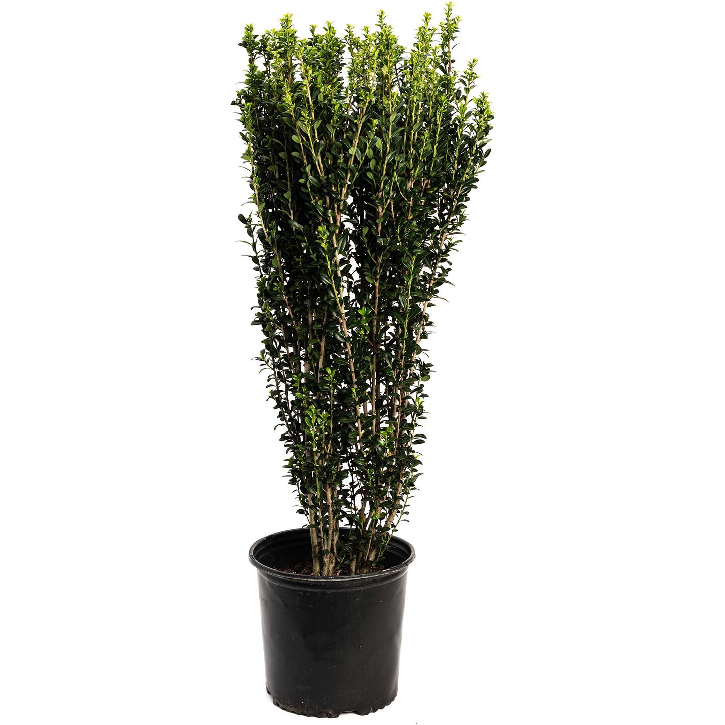 Sky Pencil Holly plant, tall slender evergreen with green leaves in black pot on Tampa Home & Garden Store
