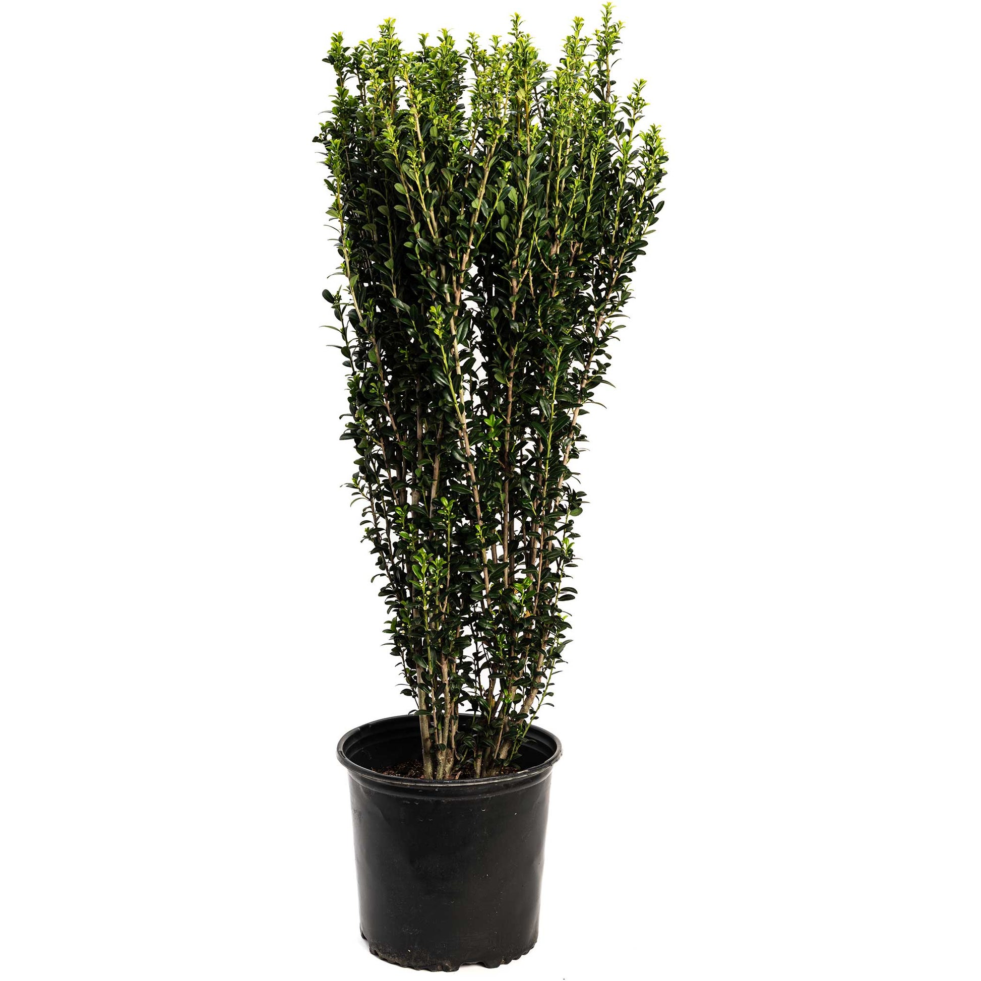 Sky Pencil Holly plant, tall slender evergreen with green leaves in black pot on Tampa Home & Garden Store