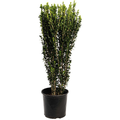 Sky Pencil Holly plant, tall slender evergreen with green leaves in black pot on Tampa Home & Garden Store