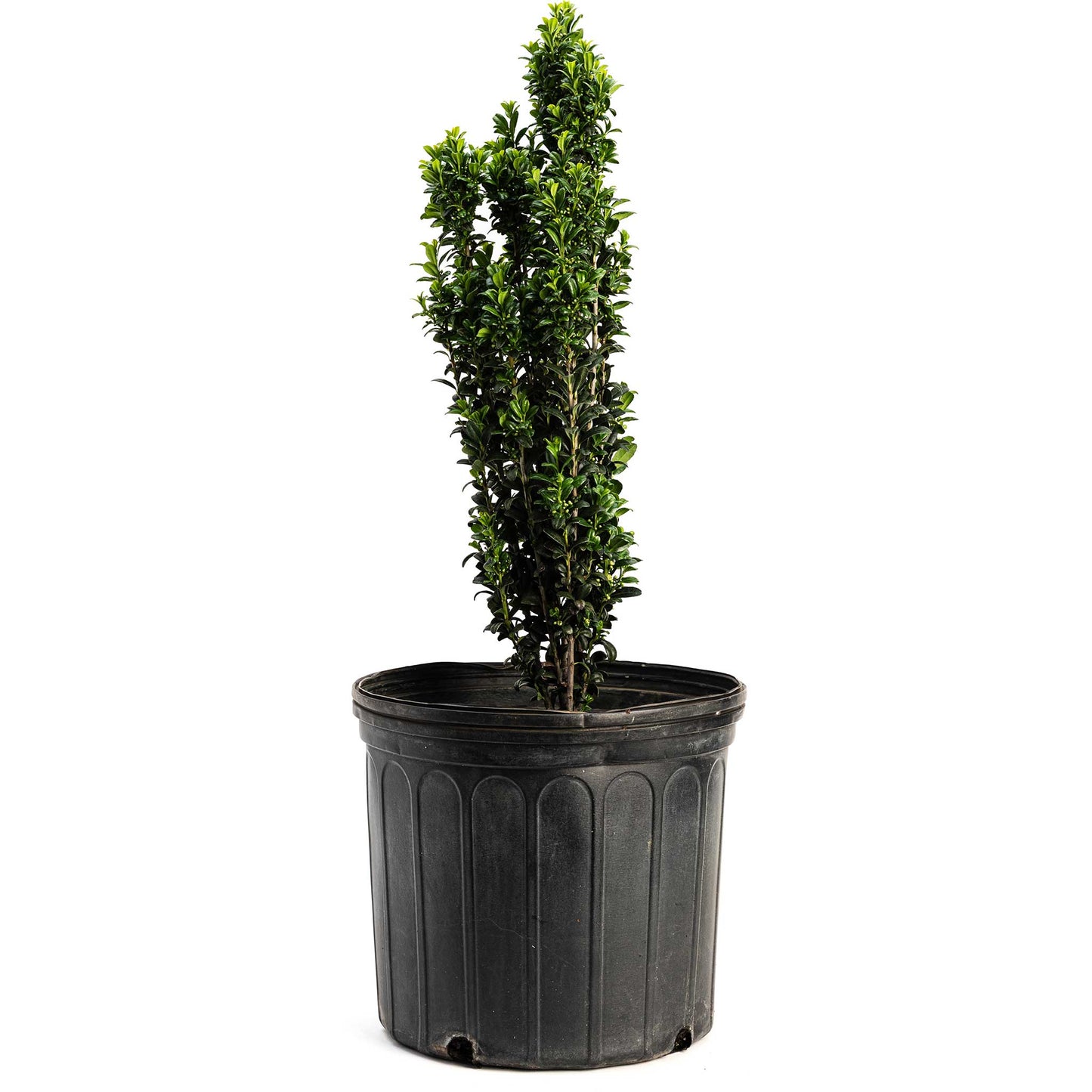 Sky Pencil Holly plant in black plastic pot with glossy dark-green leaves Live Good Logistics on Tampa Home & Garden Store