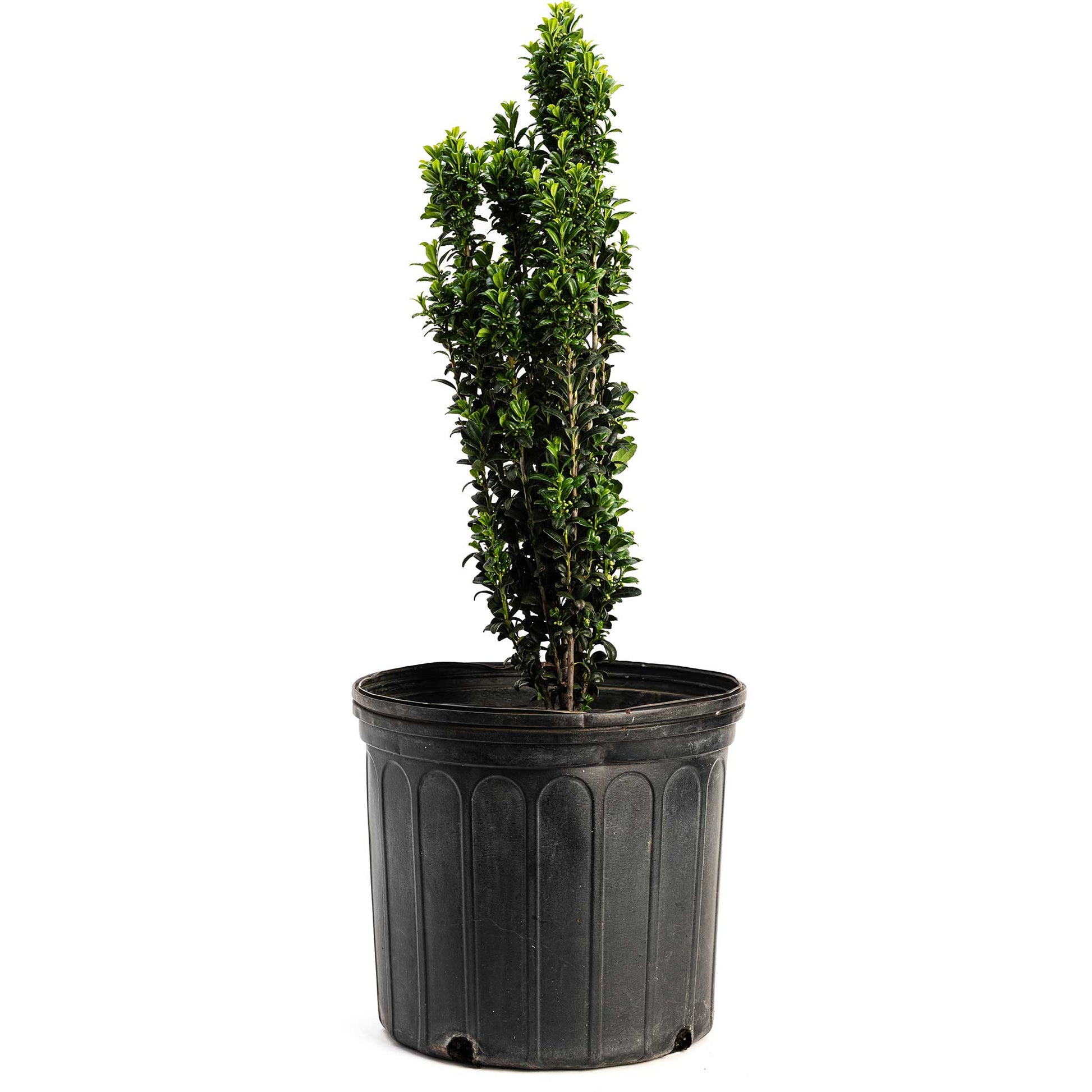 Sky Pencil Holly plant in black plastic pot with glossy dark-green leaves Live Good Logistics on Tampa Home & Garden Store