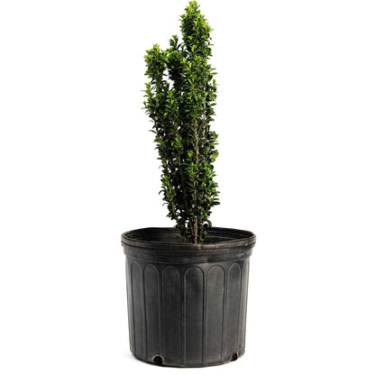 Sky Pencil Holly plant in black plastic pot with glossy dark-green leaves Live Good Logistics on Tampa Home & Garden Store