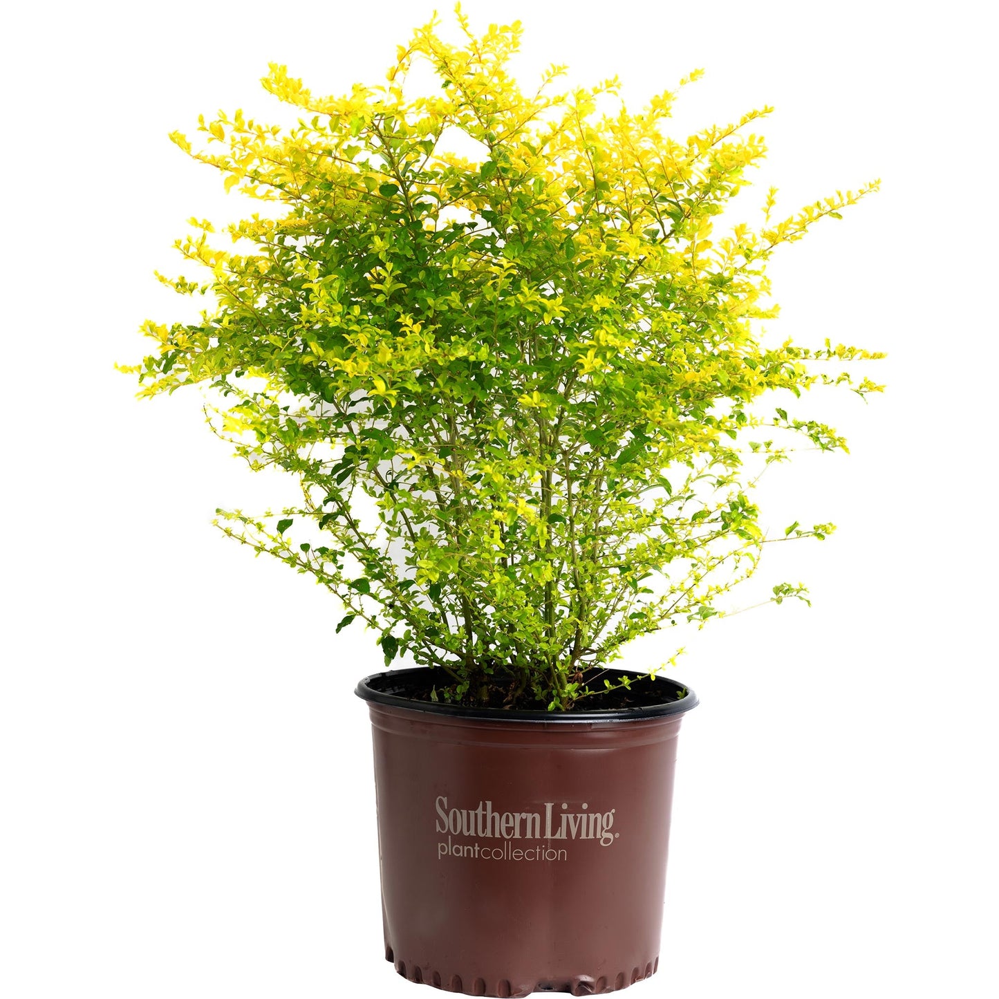 Sunshine Ligustrum plant in a brown Southern Living pot with yellow-green variegated leaves on Tampa Home & Garden Store