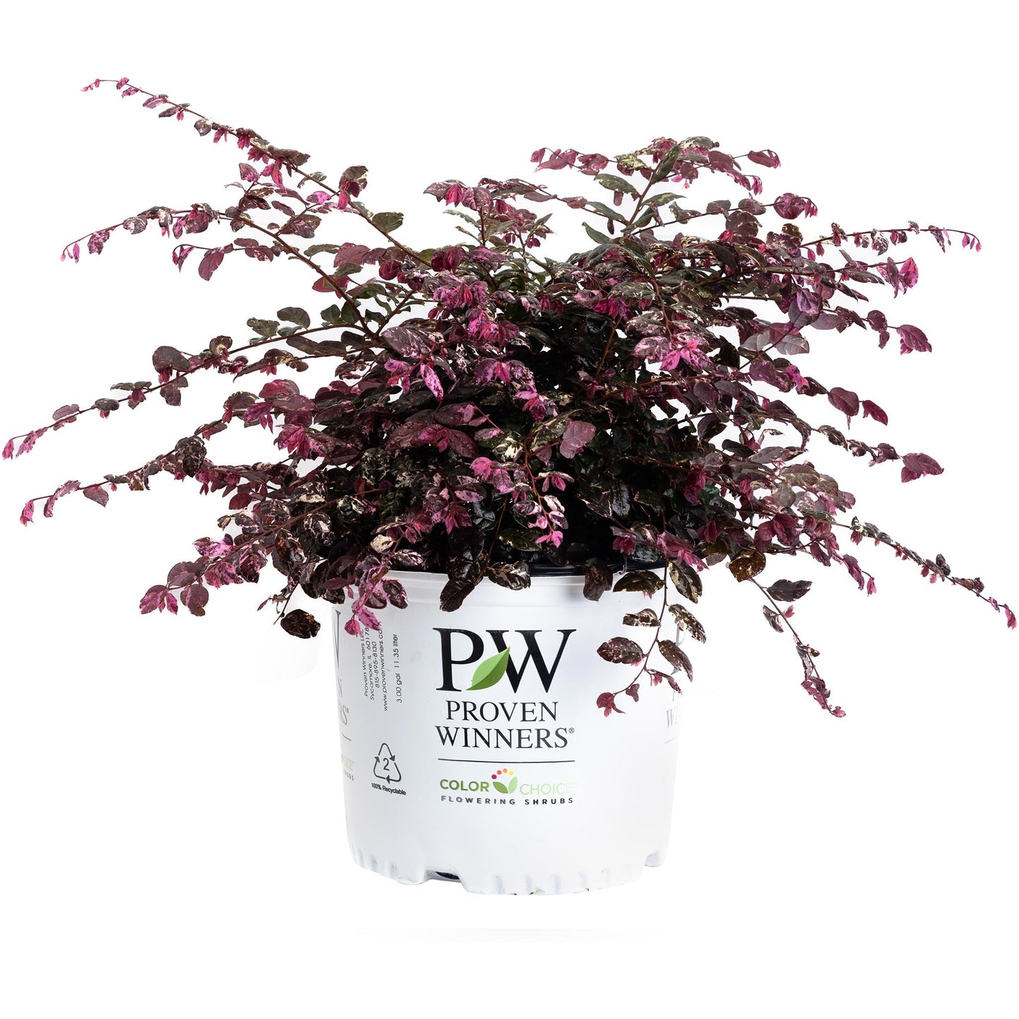 Jazz Hands Loropetalum variegated plant with pink foliage in a white pot Proven Winners on Tampa Home & Garden Store