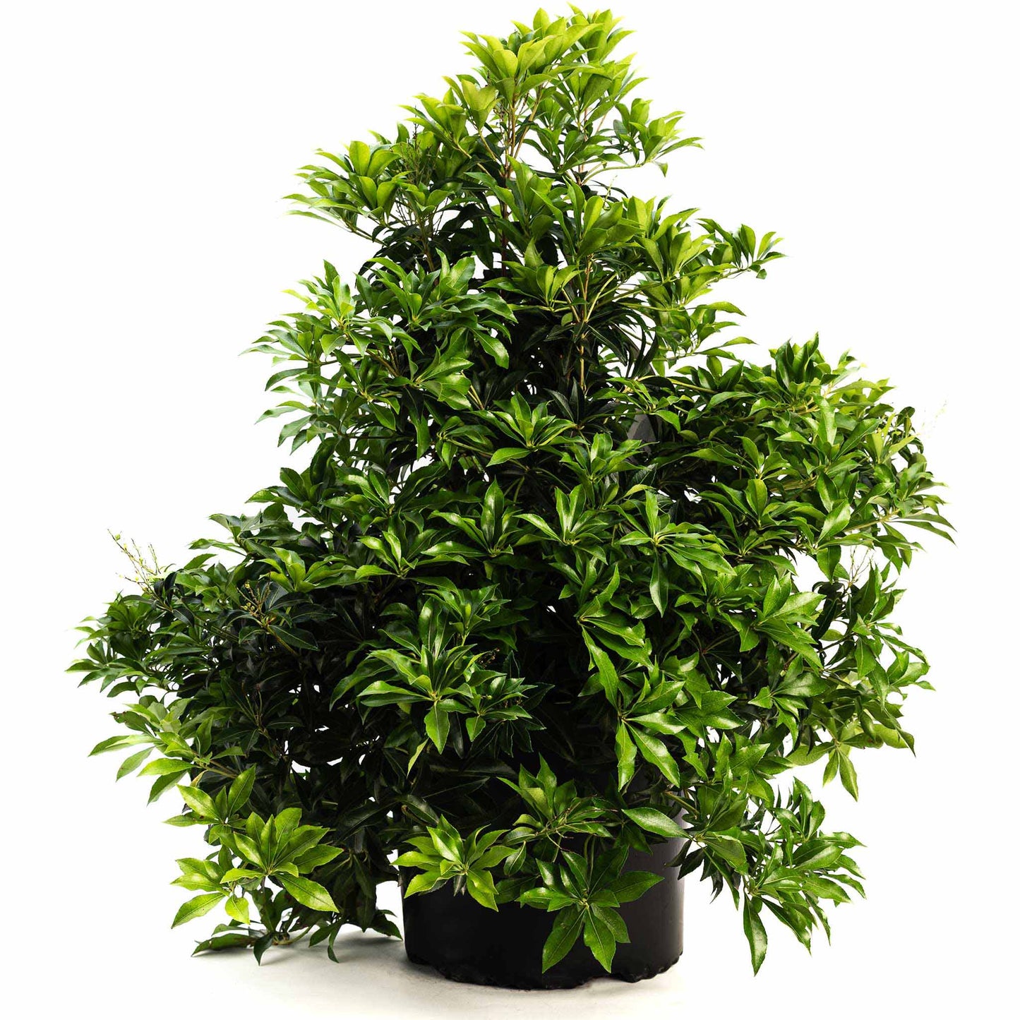 Enchanted Forest River Run Pieris plant with glossy green leaves in black pot on Tampa Home & Garden Store