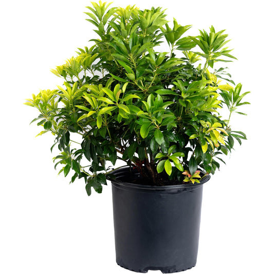 Enchanted Forest Gay Goblin Pieris plant with bright green glossy leaves in a black pot on Tampa Home & Garden Store