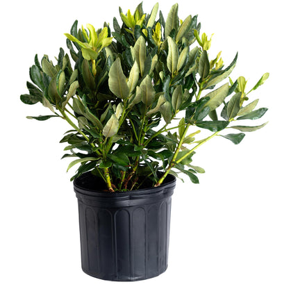 Nova Zembla Rhododendron plant with glossy green leaves in black nursery pot on Tampa Home & Garden Store