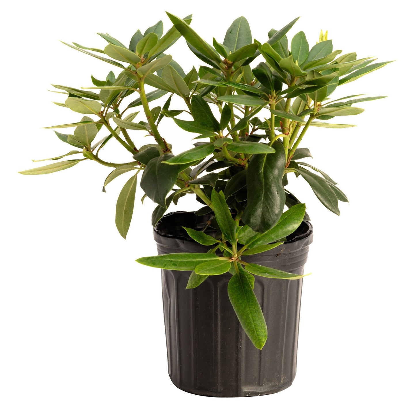 Roseum Pink Rhododendron plant in a black plastic pot with dark green glossy leaves on Tampa Home & Garden Store