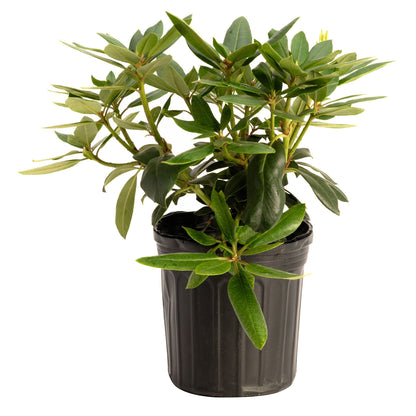 Roseum Pink Rhododendron plant in a black plastic pot with dark green glossy leaves on Tampa Home & Garden Store