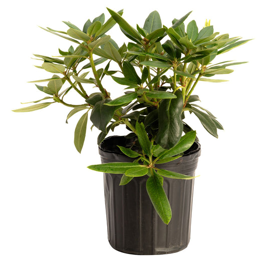 Roseum Pink Rhododendron plant in a black plastic pot with dark green glossy leaves on Tampa Home & Garden Store