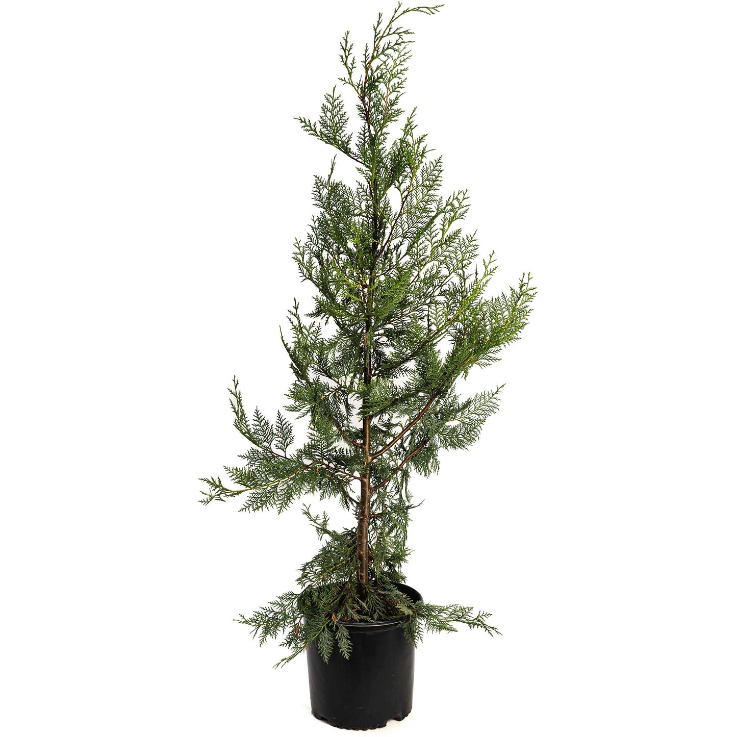 Leyland Cypress Tree, outdoor evergreen plant in black plastic pot by Live Good Logistics on Tampa Home & Garden Store