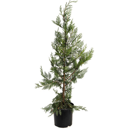 Leyland Cypress Tree, outdoor evergreen plant in black plastic pot by Live Good Logistics on Tampa Home & Garden Store