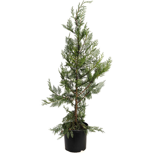 Leyland Cypress Tree, outdoor evergreen plant in black plastic pot by Live Good Logistics on Tampa Home & Garden Store