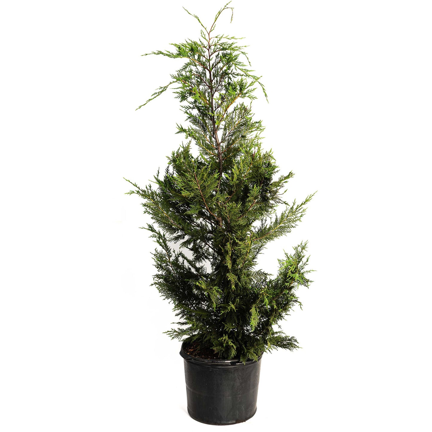 Leyland Cypress Tree in black plastic pot with dense green foliage Live Good Logistics on Tampa Home & Garden Store