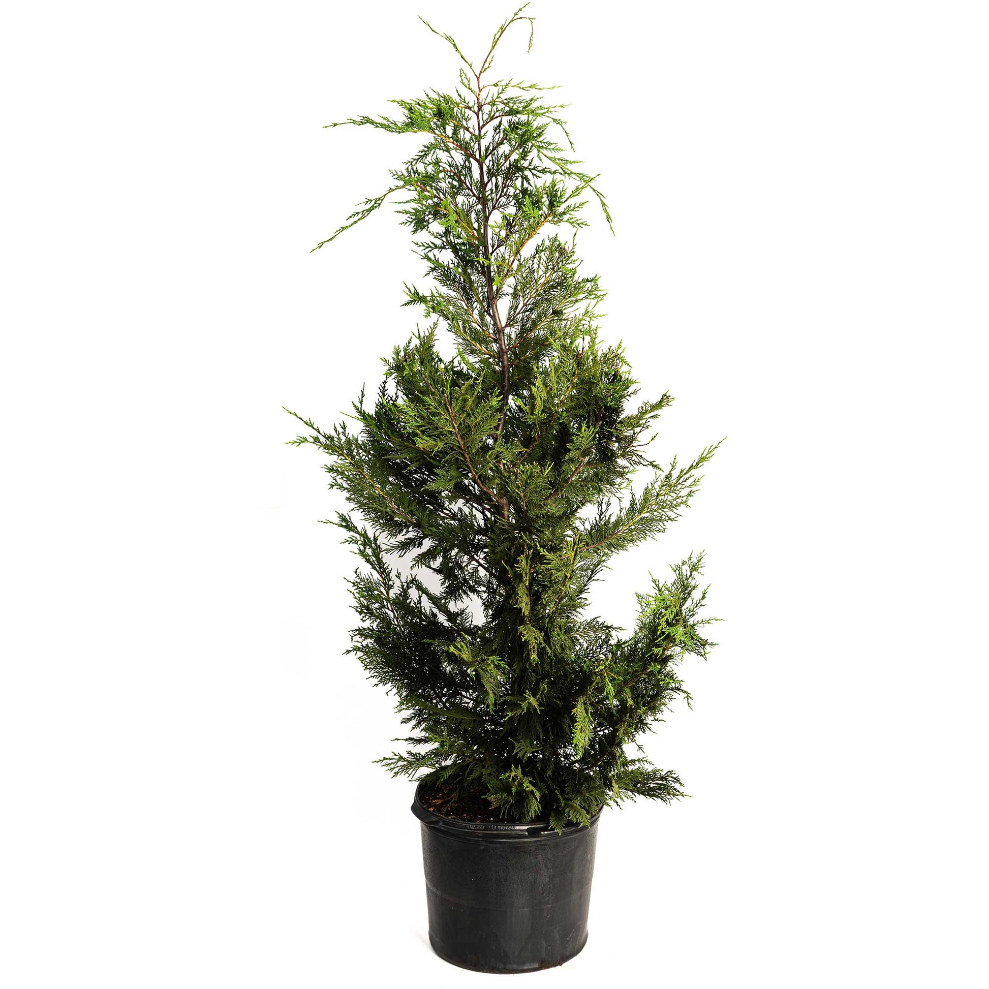Leyland Cypress Tree in black plastic pot with dense green foliage Live Good Logistics on Tampa Home & Garden Store