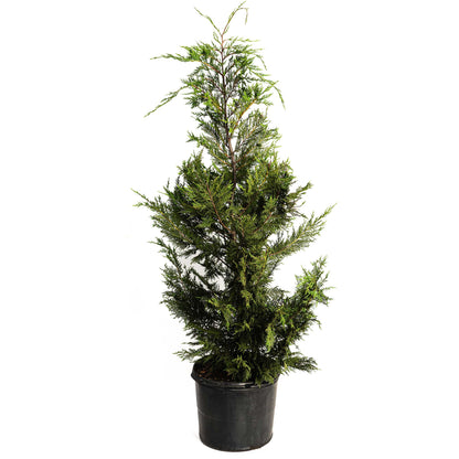 Leyland Cypress Tree in black plastic pot with dense green foliage Live Good Logistics on Tampa Home & Garden Store