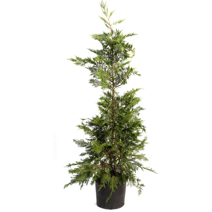 Leyland Cypress Tree plant in black pot with green foliage Live Good Logistics on Tampa Home & Garden Store