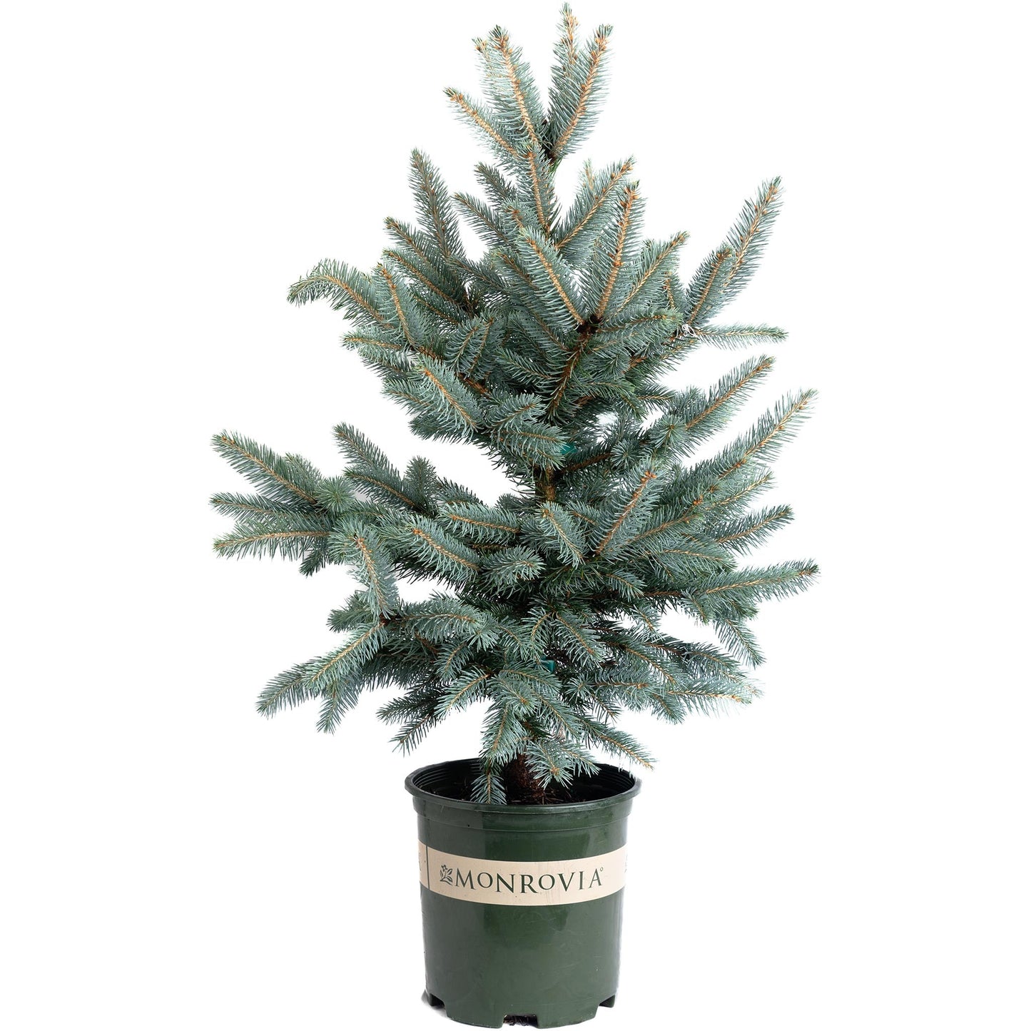 Baby Blue Eyes Spruce plant in green Monrovia pot with blue needles by Live Good Logistics on Tampa Home & Garden Store