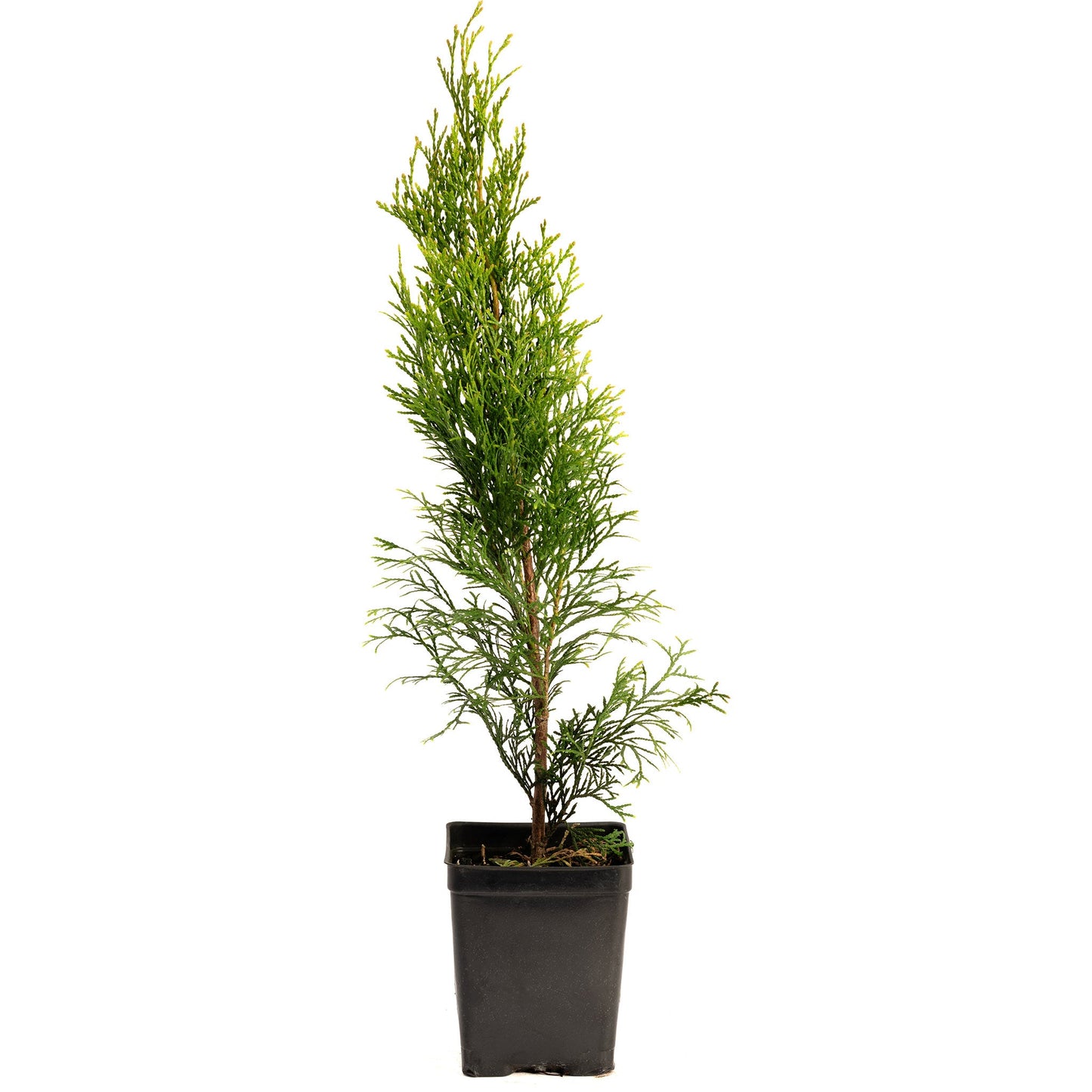 Emerald Green Arborvitae plant by Live Good Logistics in black nursery pot with green foliage on Tampa Home & Garden Store