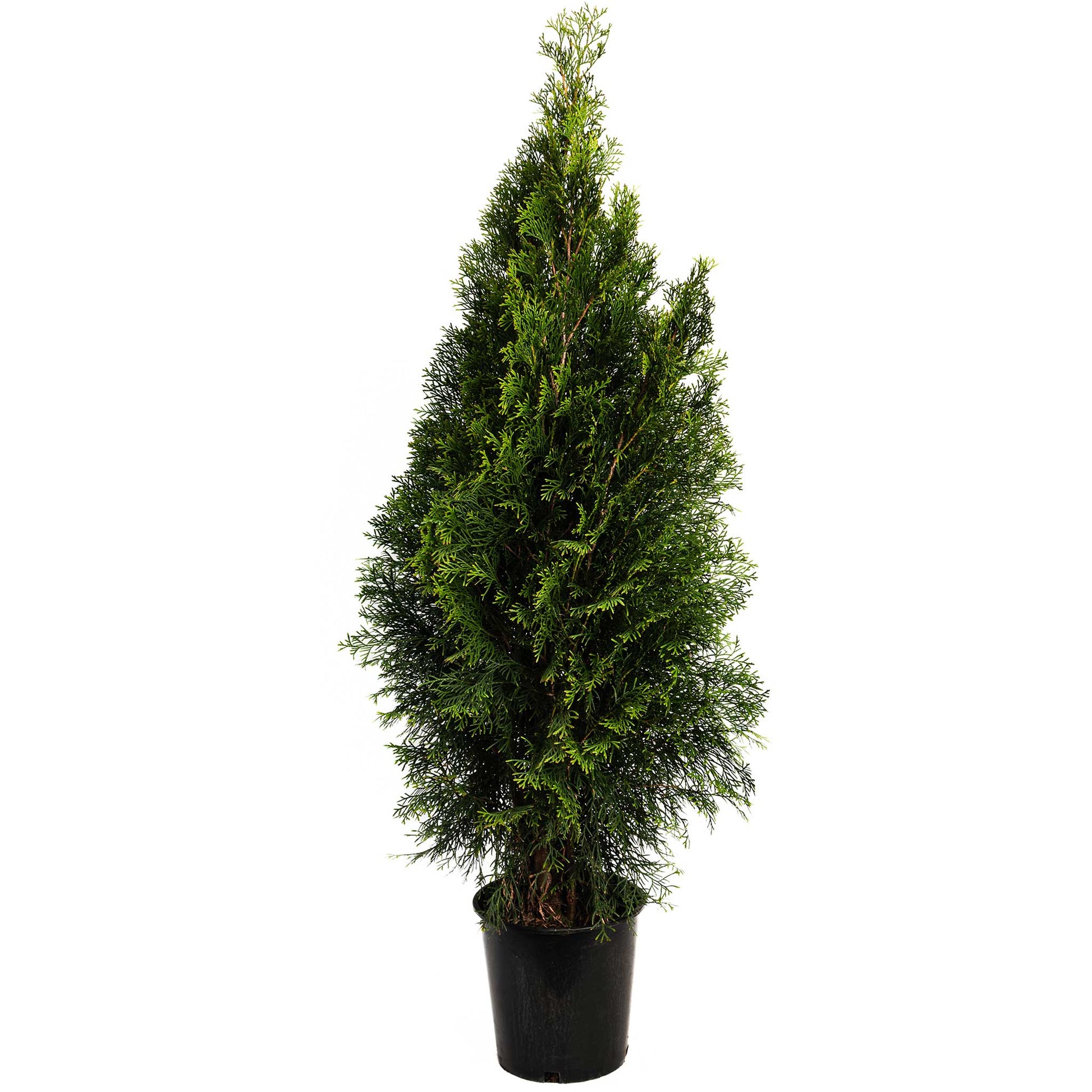 Emerald Green Arborvitae plant in a black pot with dense bright green foliage on Tampa Home & Garden Store