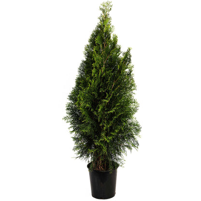 Emerald Green Arborvitae plant in a black pot with dense bright green foliage on Tampa Home & Garden Store