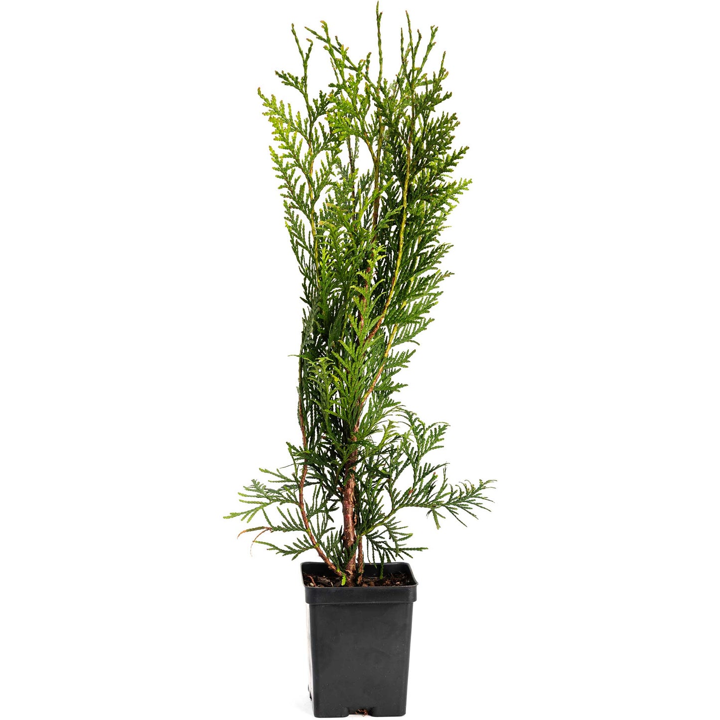 Thuja Green Giant plant in a black nursery pot, tall evergreen with dense green foliage by Live Good Logistics on Tampa Home & Garden Store