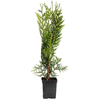 Thuja Green Giant plant in a black nursery pot, tall evergreen with dense green foliage by Live Good Logistics on Tampa Home & Garden Store