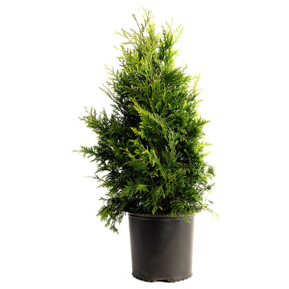 Thuja Green Giant tree in black pot with dense evergreen foliage on Tampa Home & Garden Store