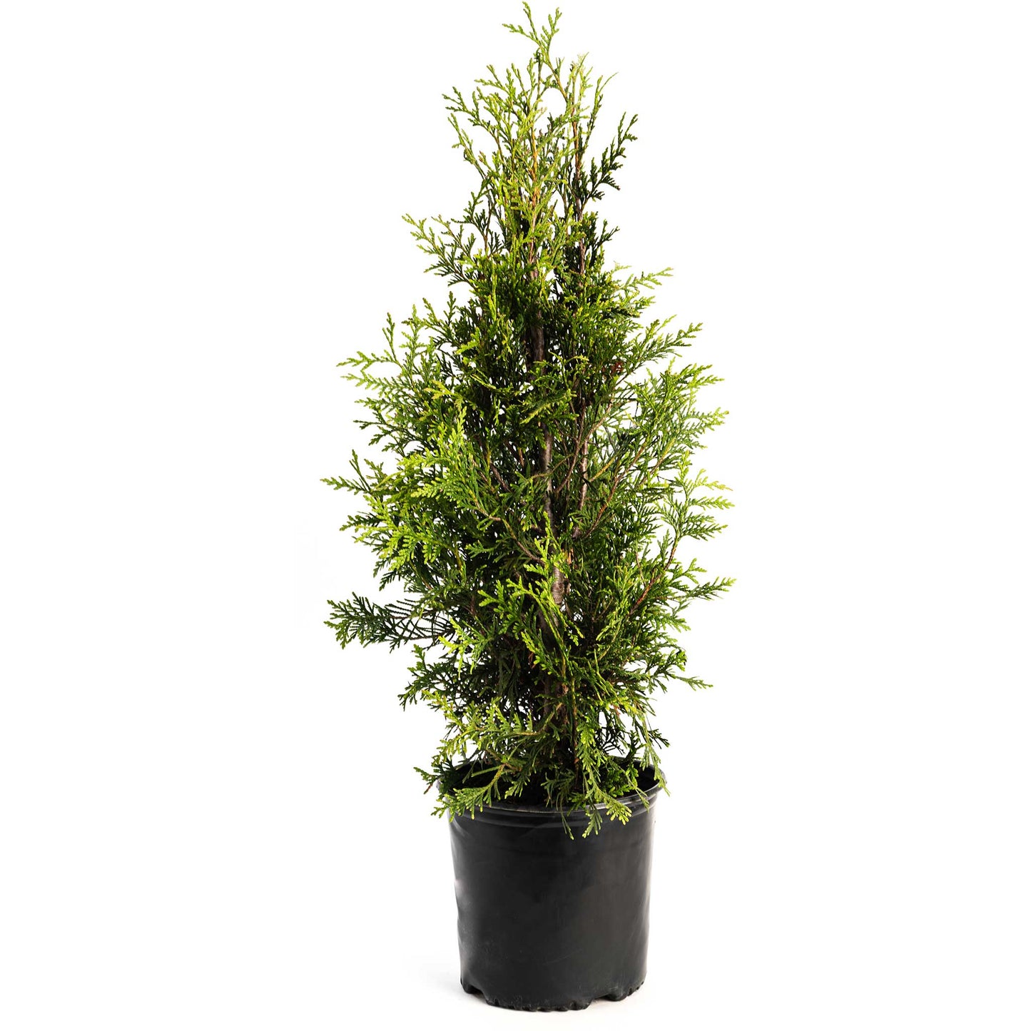 Thuja Green Giant plant in black pot with lush green foliage Live Good Logistics on Tampa Home & Garden Store