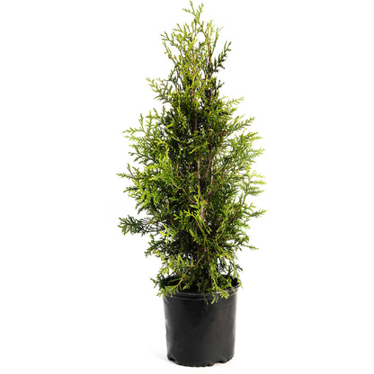Thuja Green Giant plant in black pot with lush green foliage Live Good Logistics on Tampa Home & Garden Store