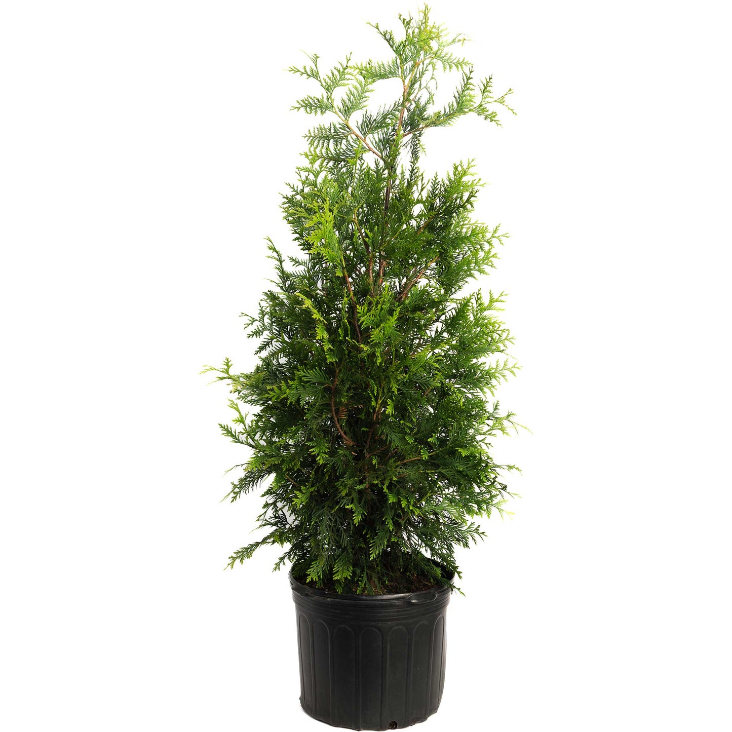 Thuja Green Giant evergreen tree in a black plastic pot, green foliage, Live Good Logistics on Tampa Home & Garden Store
