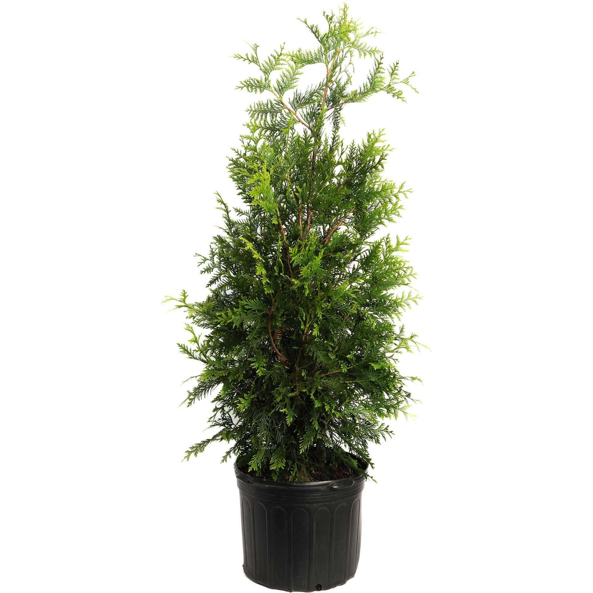 Thuja Green Giant evergreen tree in a black plastic pot, green foliage, Live Good Logistics on Tampa Home & Garden Store