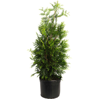 Thuja Green Giant evergreen tree in a black plastic pot, green foliage, Live Good Logistics on Tampa Home & Garden Store