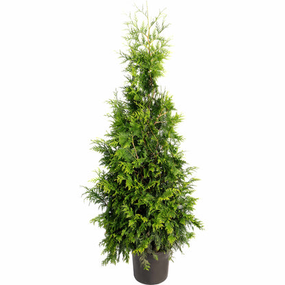 Thuja Green Giant evergreen tree in a dark gray pot with dense emerald-green foliage on Tampa Home & Garden Store
