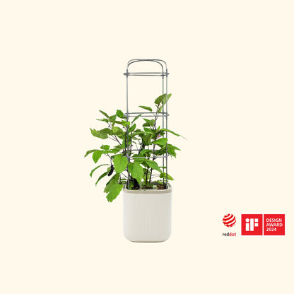 EZ Self-Watering Tomato Planter with Trellis - Tampa Home & Garden Store