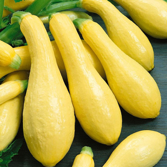 Early Straightneck Summer Squash Seeds (Organic) - Tampa Home & Garden Store
